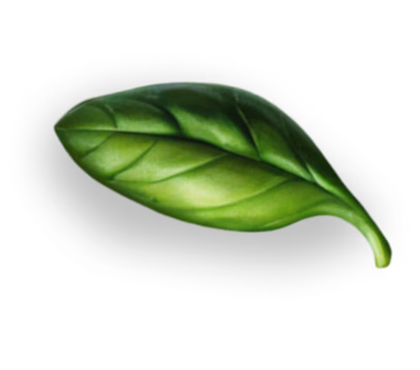Vector